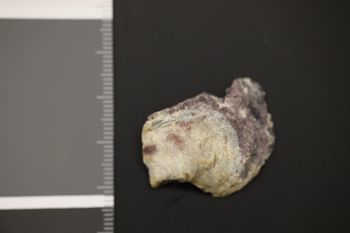 Media type: image;   Malacology 186081 Description: Preserved specimen.;